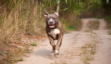 Deux chiens battus et maltraités découverts dans un appartement, leur propriétaire incarcéré
