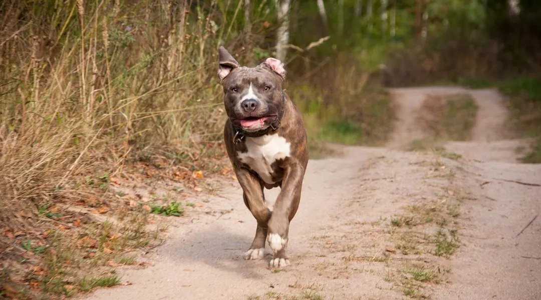 Deux chiens battus et maltraités découverts dans un appartement, leur propriétaire incarcéré