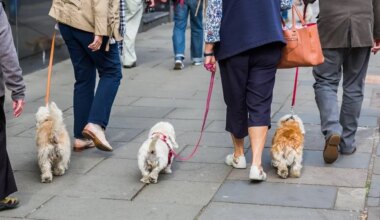 À Grenoble, une initiative pour mieux intégrer les chiens en ville