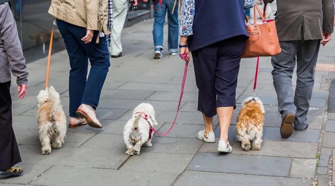 À Grenoble, une initiative pour mieux intégrer les chiens en ville