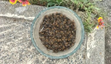 204 reines de frelons asiatiques piégées aux Sorinières près de Nantes