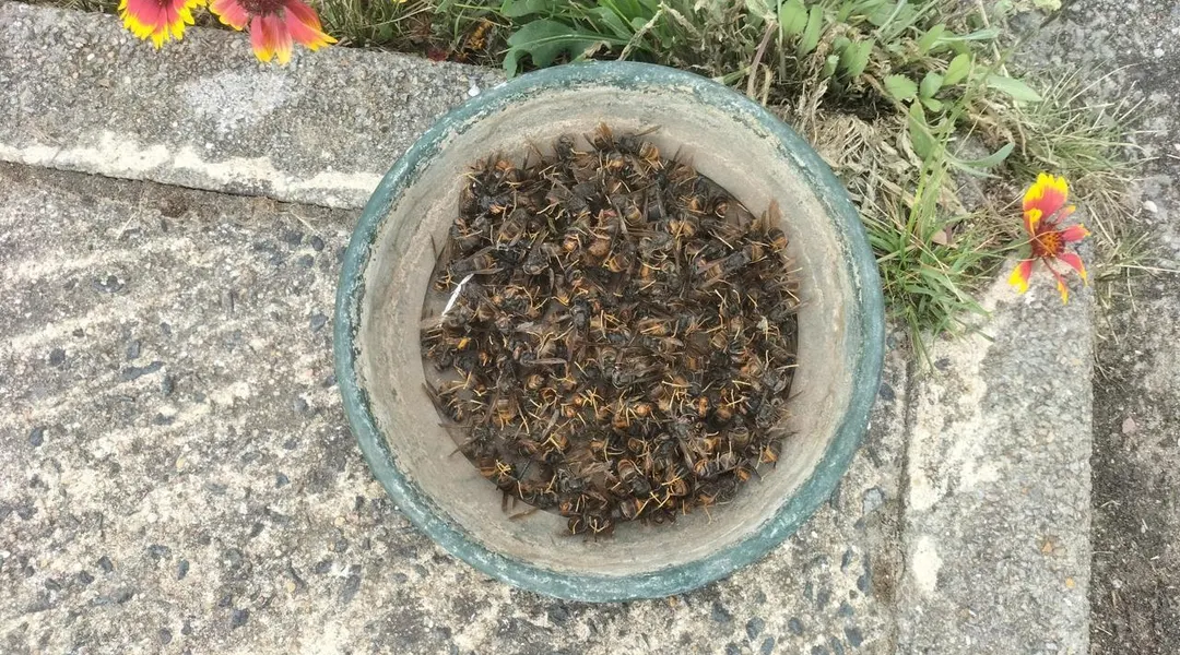 204 reines de frelons asiatiques piégées aux Sorinières près de Nantes