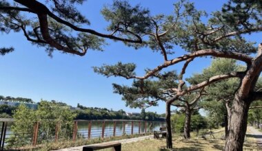 En bord de Loire à Nantes, les pins sculptés plantent le décor
