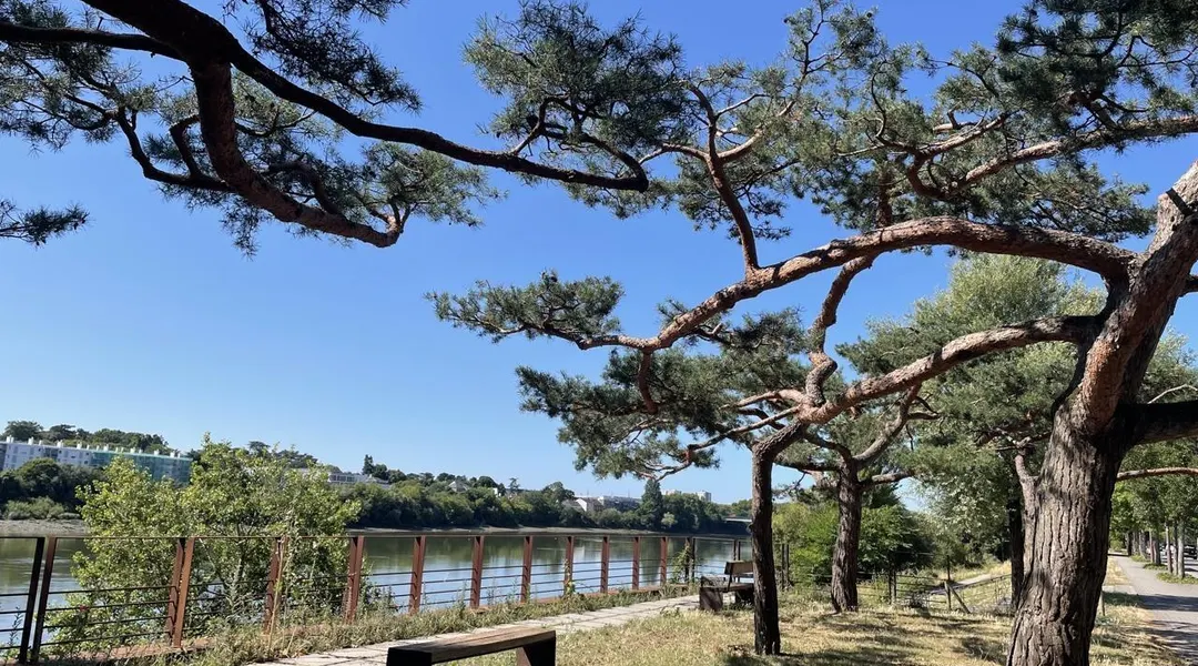 En bord de Loire à Nantes, les pins sculptés plantent le décor