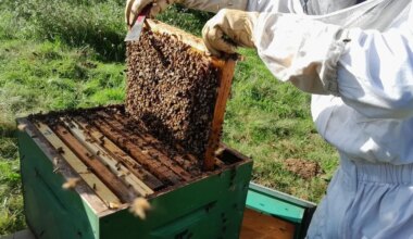 Qui veut découvrir l’extraction de miel ? Une récolte ouverte à tous au nord de Nantes