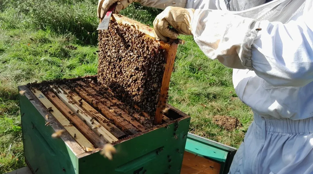 Qui veut découvrir l’extraction de miel ? Une récolte ouverte à tous au nord de Nantes