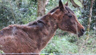 Maltraitance animale : l’éleveuse, condamnée à de la prison avec sursis, fait appel