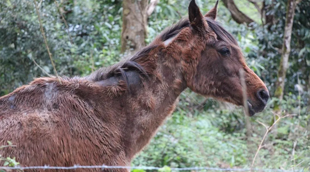 Maltraitance animale : l’éleveuse, condamnée à de la prison avec sursis, fait appel