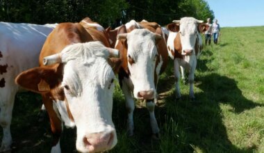 Face à la dermatose nodulaire, la Confédération paysanne d’Ille-et-Vilaine refuse l’abattage