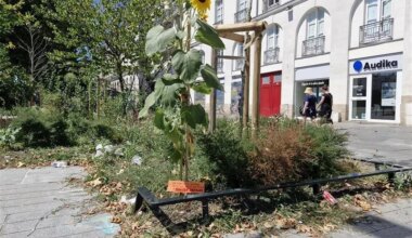 Pourquoi des tournesols envahissent-ils les parterres dans toute la ville de Nantes ?