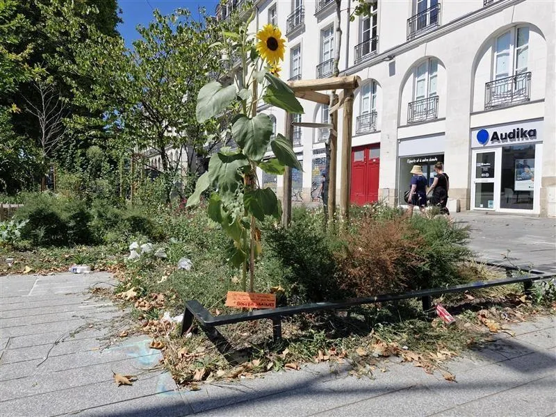 Pourquoi des tournesols envahissent-ils les parterres dans toute la ville de Nantes ?
