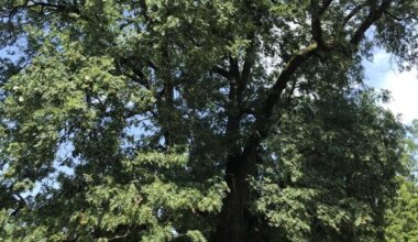 À Nantes, le cormier, un arbre survivant d’un monde rural ancien