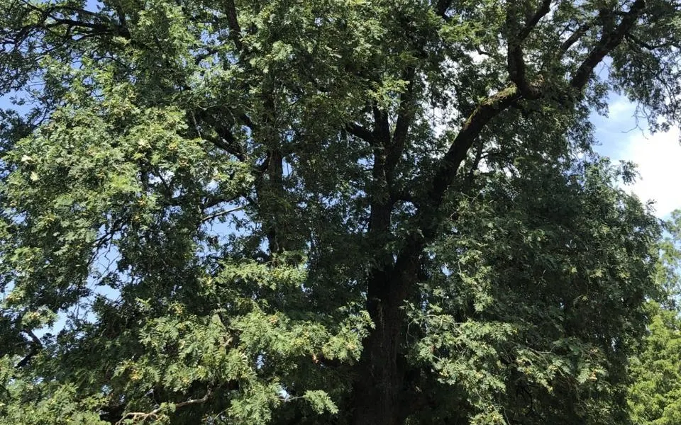 À Nantes, le cormier, un arbre survivant d’un monde rural ancien
