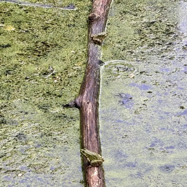 photo deux grenouilles prennent le soleil sur une branche au niveau de la mare.  ©  ouest-france