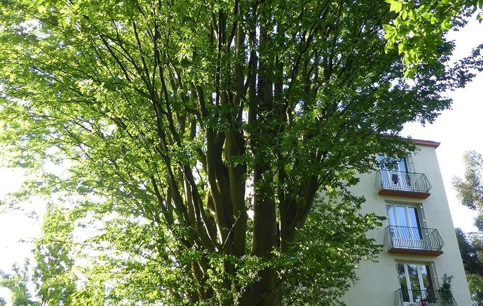 À plus de cinquante ans, un orme qui en impose