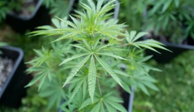 Production de cannabis dans un hangar : quel rôle pour le septuagénaire néerlandais ?