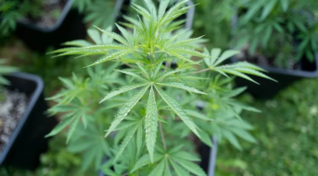 Production de cannabis dans un hangar : quel rôle pour le septuagénaire néerlandais ?