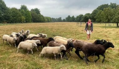 Avec ses chiens, elle veille sur les moutons de l’écopâturage près de Rennes