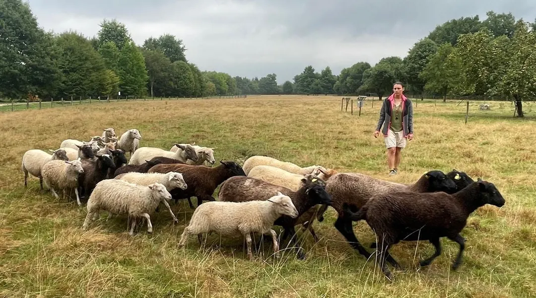 Avec ses chiens, elle veille sur les moutons de l’écopâturage près de Rennes