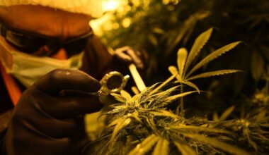Un fuyard de 63 ans, évadé d’un hôpital psy, interpellé chez lui avec plus de 190 g de cannabis