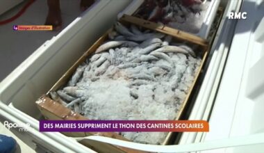 Paris, Lille, Lyon, Montpellier... Huit mairies suppriment le thon des menus des cantines, à cause de la présence de mercure