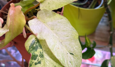 Philodendron 'Snowdrift', Araceae, plante d'intérieur, Paris 19e (75)