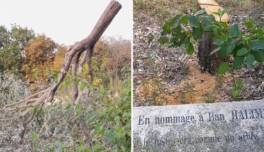 un olivier en hommage à Ilan Halimi abattu, François Bayrou s’insurge – Libération