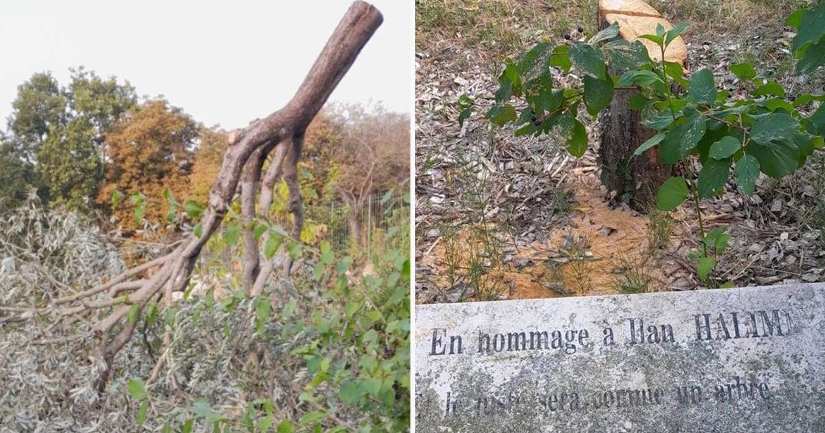 un olivier en hommage à Ilan Halimi abattu, François Bayrou s’insurge – Libération