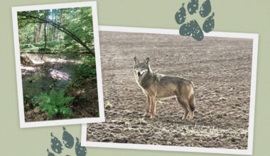 Après un siècle d’absence, le loup est de retour en Île-de-France… et ça ne plaît pas à tout le monde