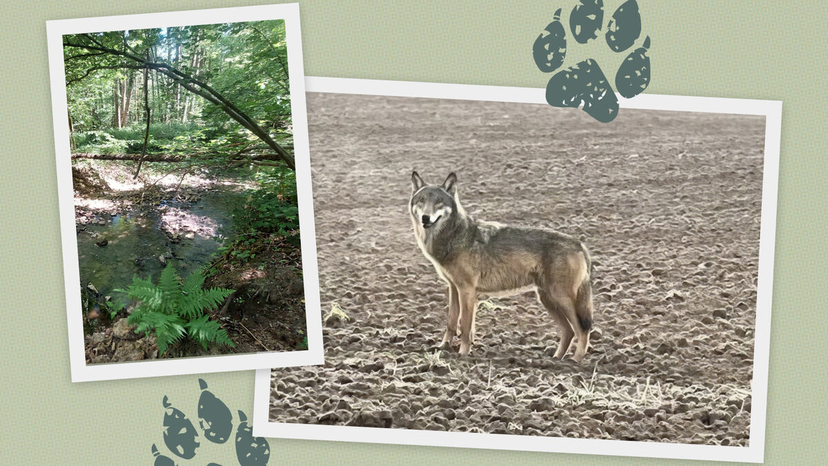 Après un siècle d’absence, le loup est de retour en Île-de-France… et ça ne plaît pas à tout le monde