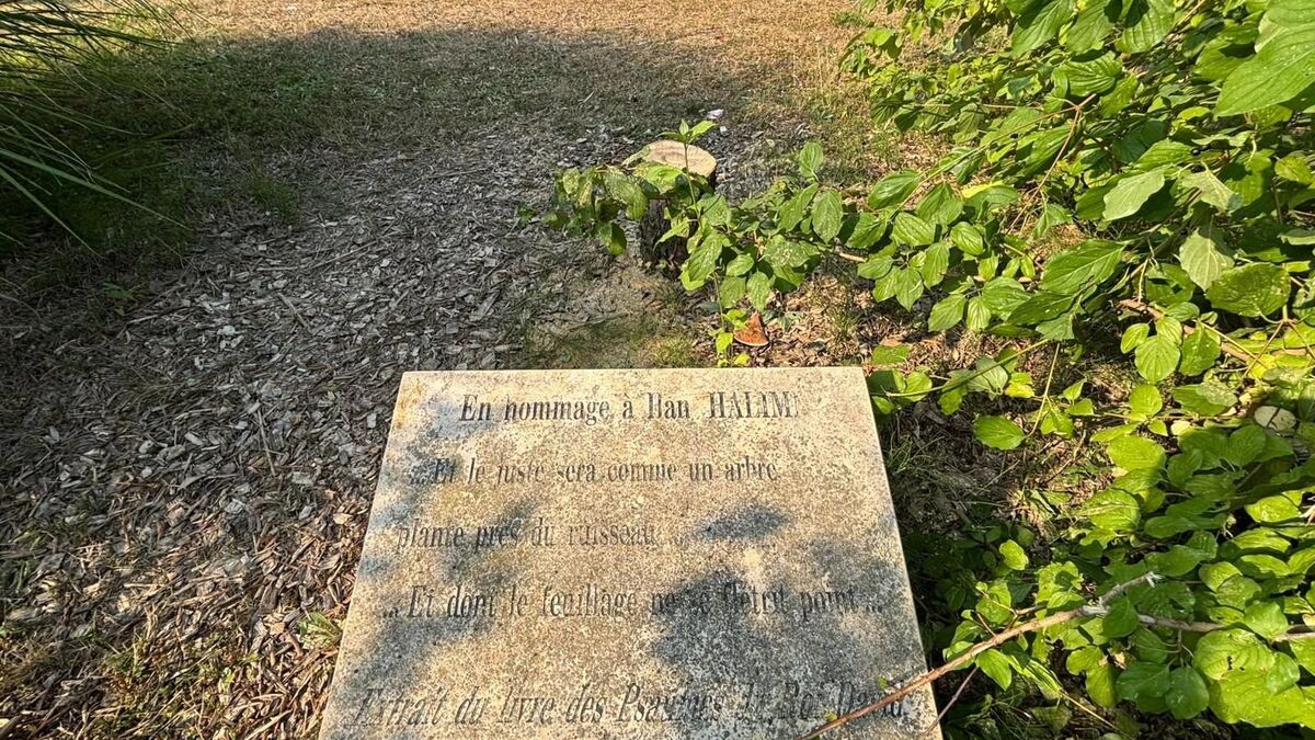 « Un acte antisémite » selon le maire : à Épinay, l’olivier dédié à Ilan Halimi a été tronçonné pendant la nuit