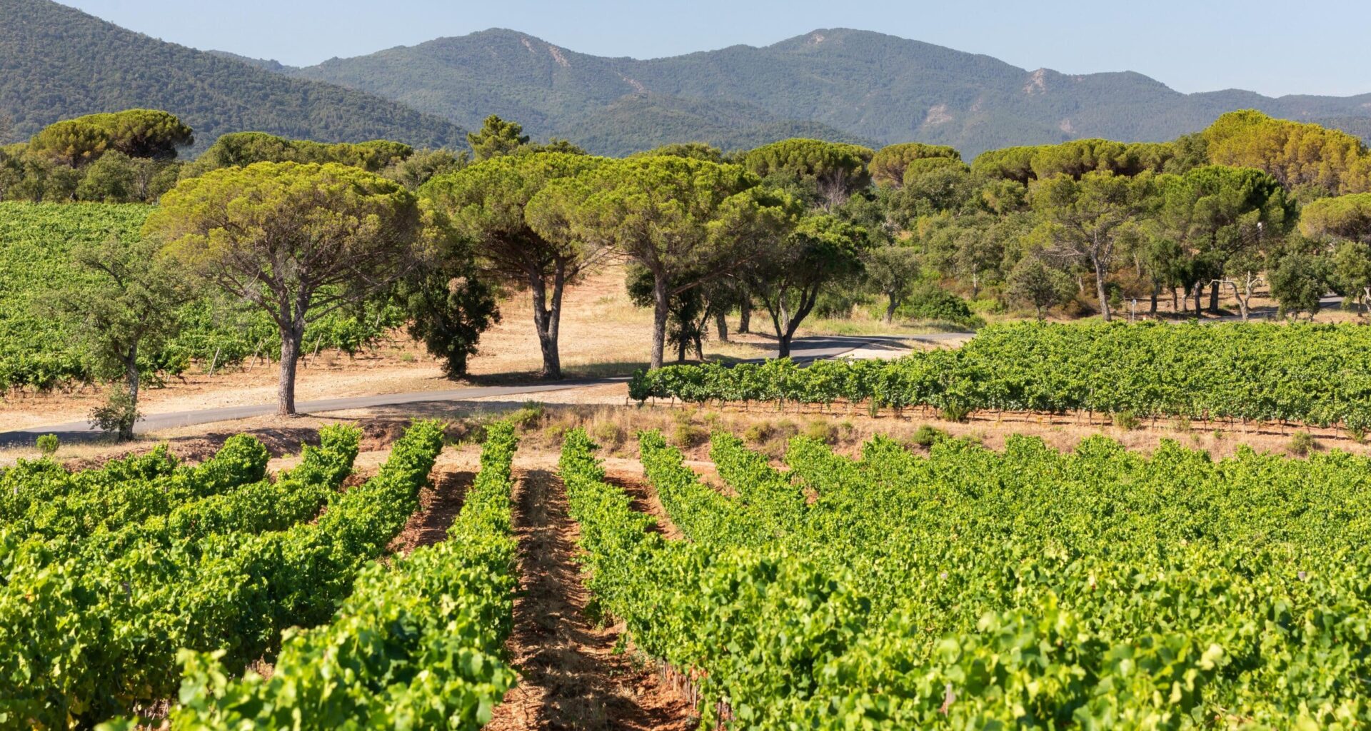 Terroir NDDA HD-040 ©Hervé FABRE-CIVP