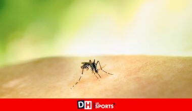 "Il n'existe pas de vaccin pour l'homme": un virus tue neuf personnes en Italie, pourrait-il arriver en Belgique ?