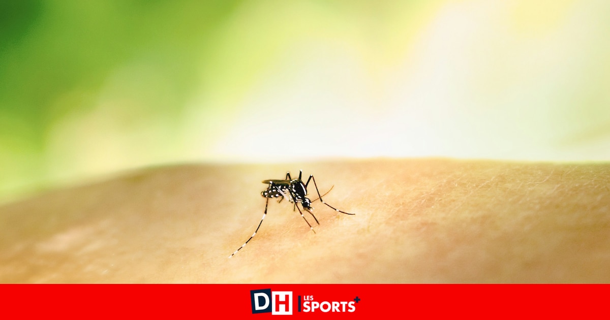 "Il n'existe pas de vaccin pour l'homme": un virus tue neuf personnes en Italie, pourrait-il arriver en Belgique ?