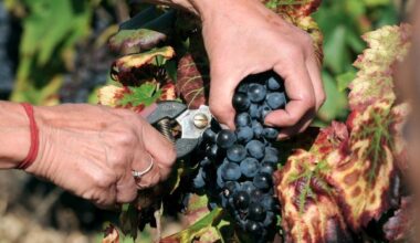 Top départ pour les vendanges en beaujolais le 23 août 2025 !