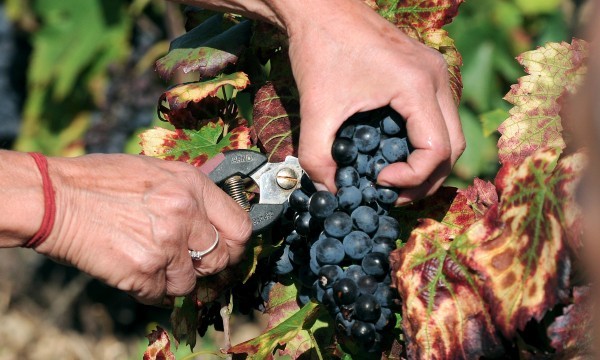 Top départ pour les vendanges en beaujolais le 23 août 2025 !