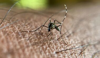 Le virus du chikungunya se transmet via les piqûres de moustiques tigre infectés, passant ainsi d'un humain à l'autre