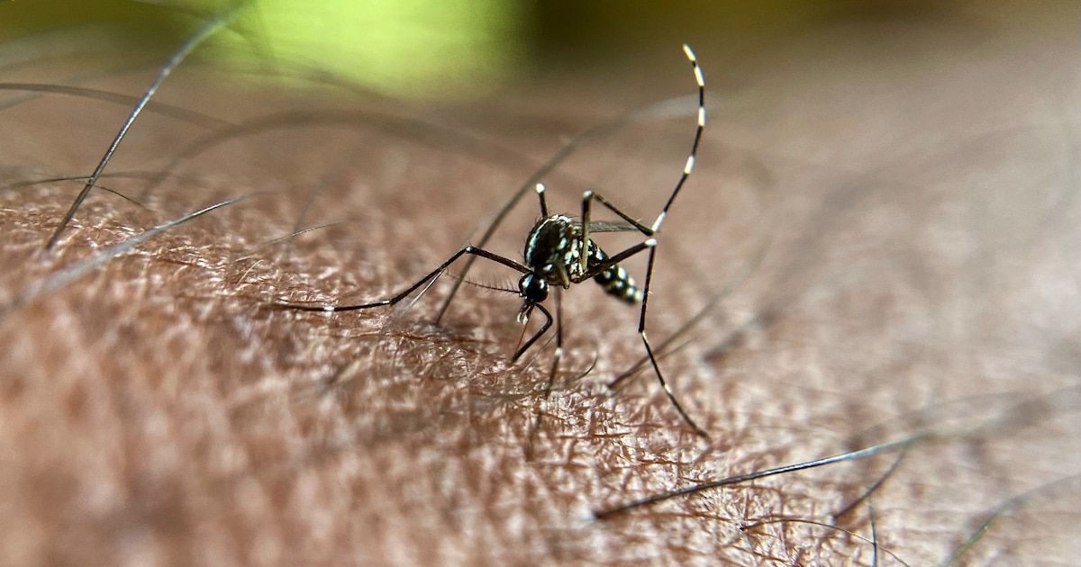 Le virus du chikungunya se transmet via les piqûres de moustiques tigre infectés, passant ainsi d'un humain à l'autre