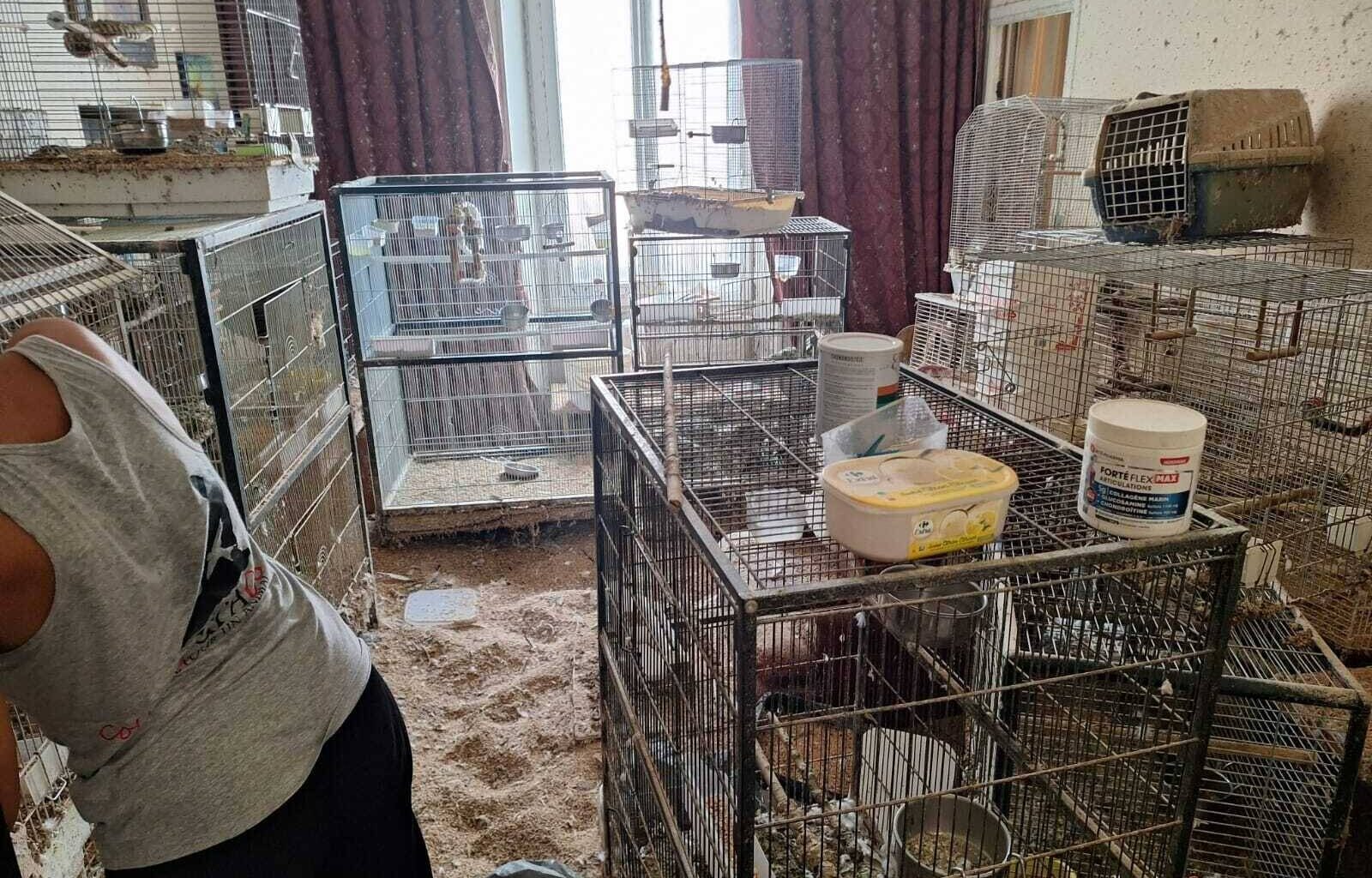 Perruches, pigeons, colombes, perroquets, oiseaux exotiques... 147 volatiles saisis dans deux appartements à Nice