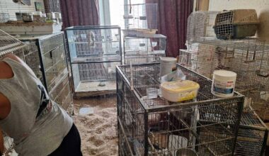 Perruches, pigeons, colombes, perroquets, oiseaux exotiques... 147 volatiles saisis dans deux appartements à Nice