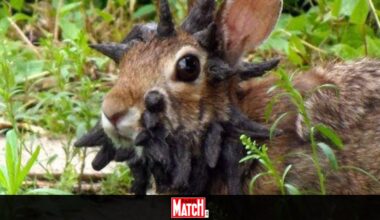 Des lapins avec des "tentacules" sur la tête effraient les habitants de cette ville : les scientifiques ont trouvé l'explication à ce phénomène