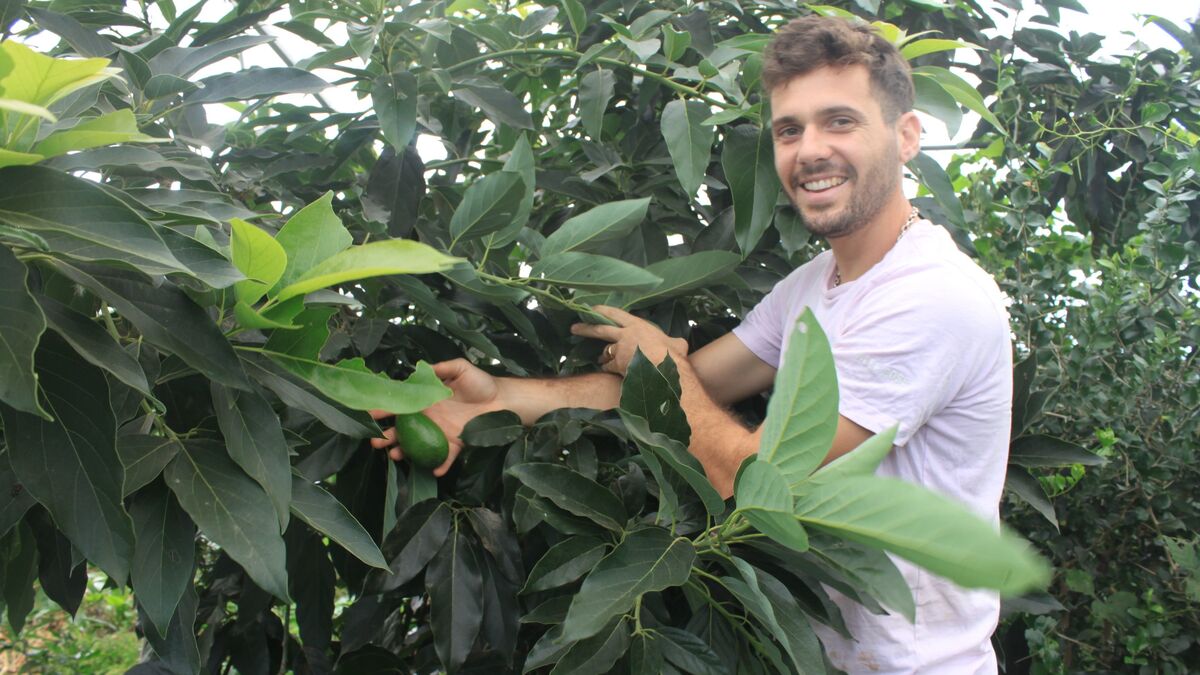 2 000 variétés de plantes, 600 disponibles en greffons : ce pépiniériste fait pousser des fruits exotiques près de Toulouse