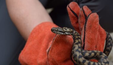 « L’appel, pas la pelle » : en Île-de-France, un collectif conseille les particuliers confrontés aux serpents