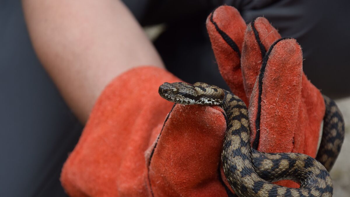 « L’appel, pas la pelle » : en Île-de-France, un collectif conseille les particuliers confrontés aux serpents
