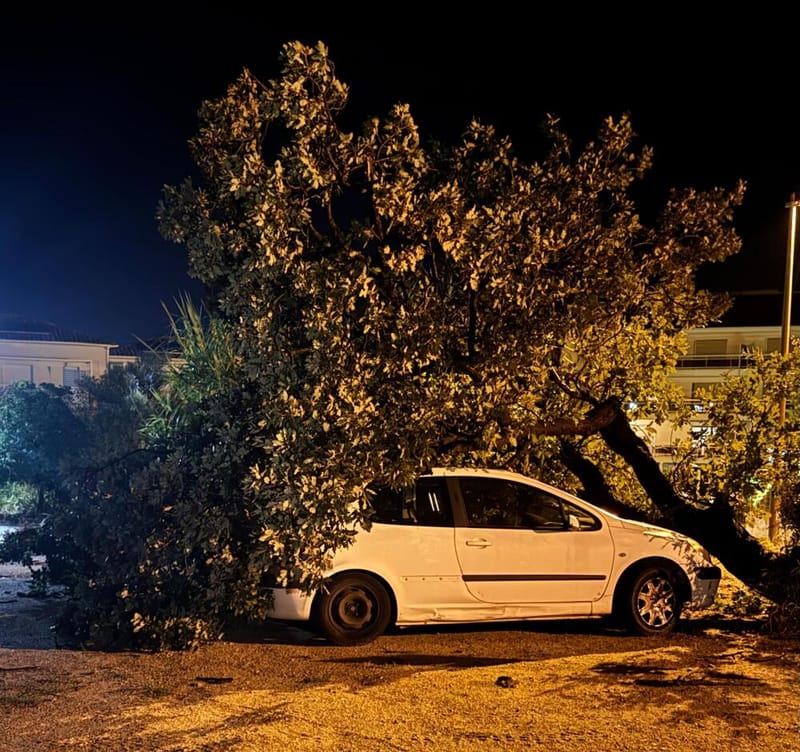 Le vent à Calvi a provoqué la chute d'un chêne près d'une voiture sans causer de dégâts.