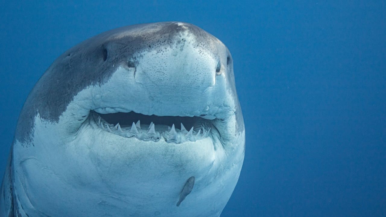 Je pensais que c’était un simple aileron... puis le requin a attaqué sous mes yeux, à deux mètres des baigneurs