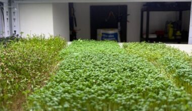 À Strasbourg, ils cultivent des micro-pousses pour une autre agriculture