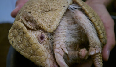 naissance "exceptionnelle" d'un tatou albinos au zoo de Beauval