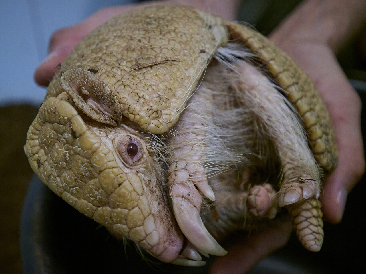 naissance "exceptionnelle" d'un tatou albinos au zoo de Beauval