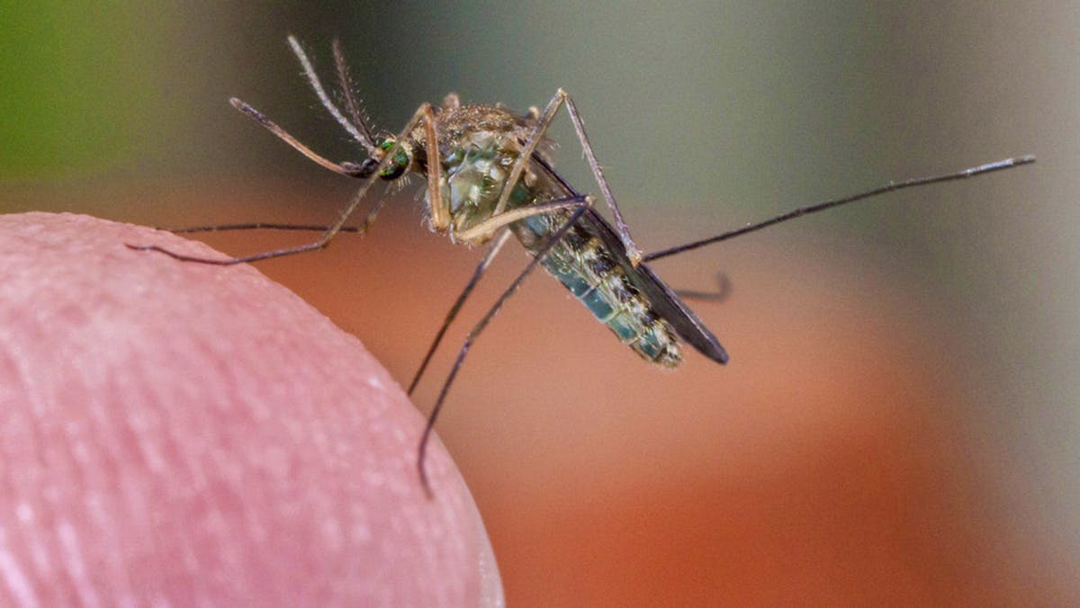 Le Luxembourg Institute of Health estime que le virus apparaîtra également au Luxembourg à l'avenir.